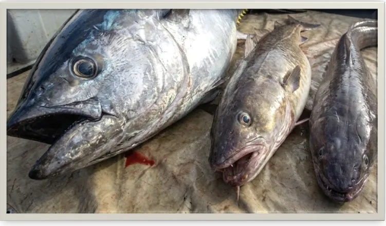 Fish2