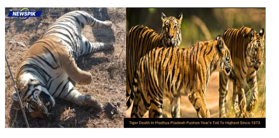 Tiger death in madhya pradesh