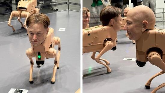 Robot dogs in bold new installation