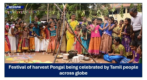 Festival of harvest pongal
