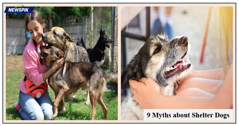 9 myths about shelter dogs