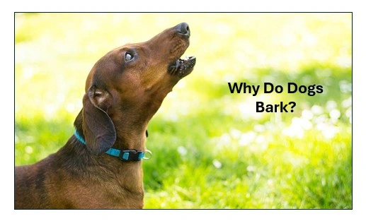 Dogs