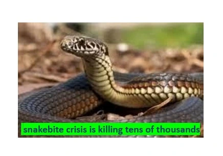 Snakebite