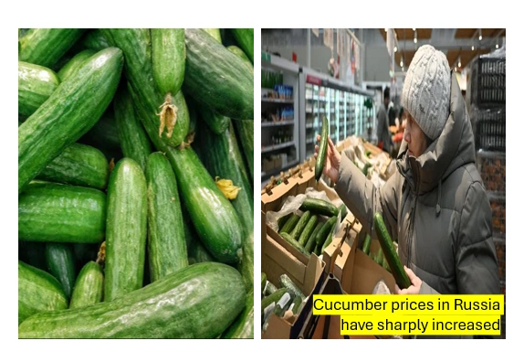 Cucumber