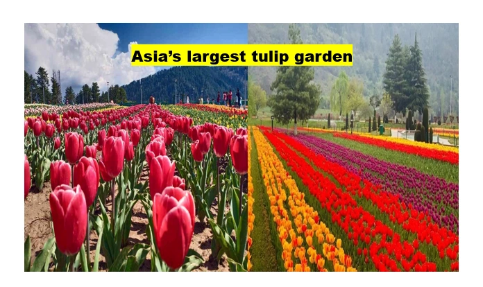 Asia’s largest tulip garden