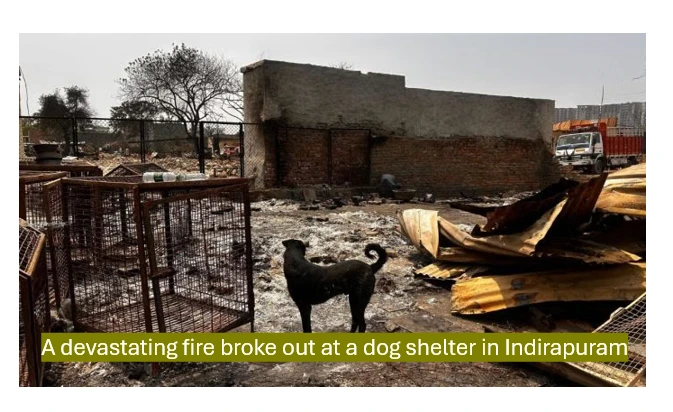 Dog shelter fire in indirapuram