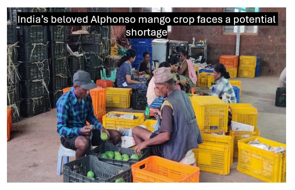 A summer without alphonso